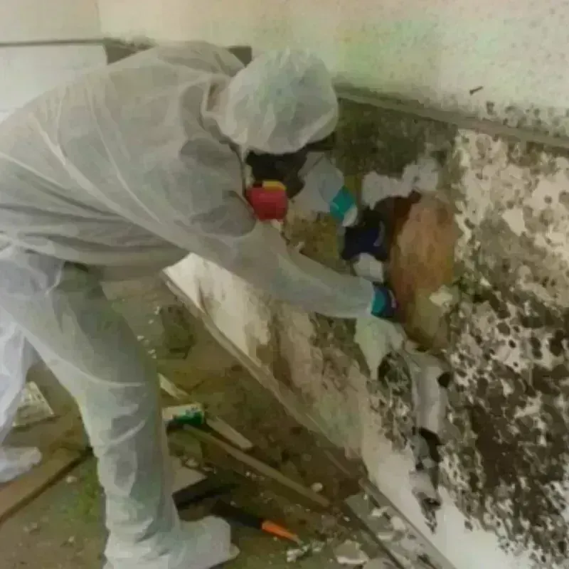 Mold Remediation and Removal in Kingston, TN